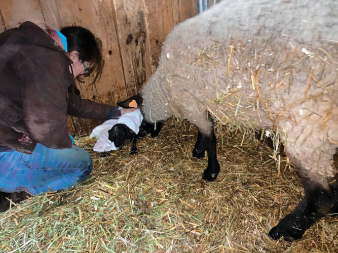 Youth Breeding Livestock